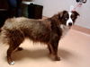 adoptable Dog in  named CLEVER