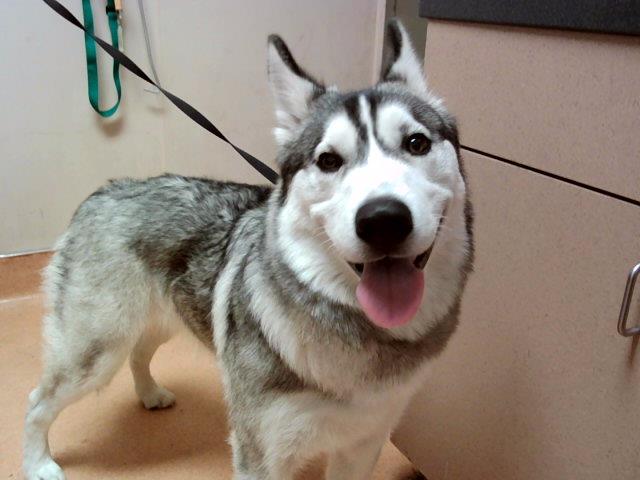 adoptable Dog in Martinez, CA named CHRISSY