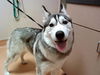 adoptable Dog in Martinez, CA named CHRISSY