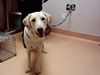 adoptable Dog in  named PIPPY