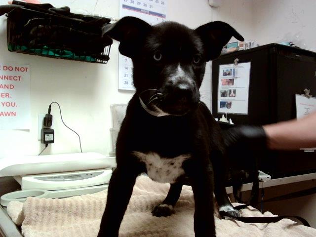 adoptable Dog in Martinez, CA named ABBA