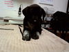 adoptable Dog in Martinez, CA named POE