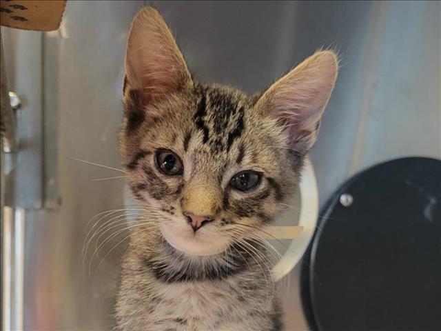 adoptable Cat in Martinez, CA named TIGGER