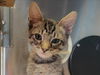 adoptable Cat in Martinez, CA named TIGGER