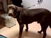 adoptable Dog in  named COCOA