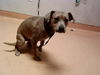 adoptable Dog in Martinez, CA named SWEET PEA