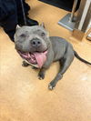 adoptable Dog in Martinez, CA named BETTY