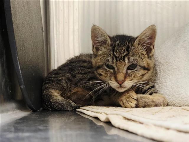 adoptable Cat in Martinez, CA named A1035793