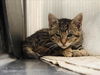 adoptable Cat in Martinez, CA named A1035793