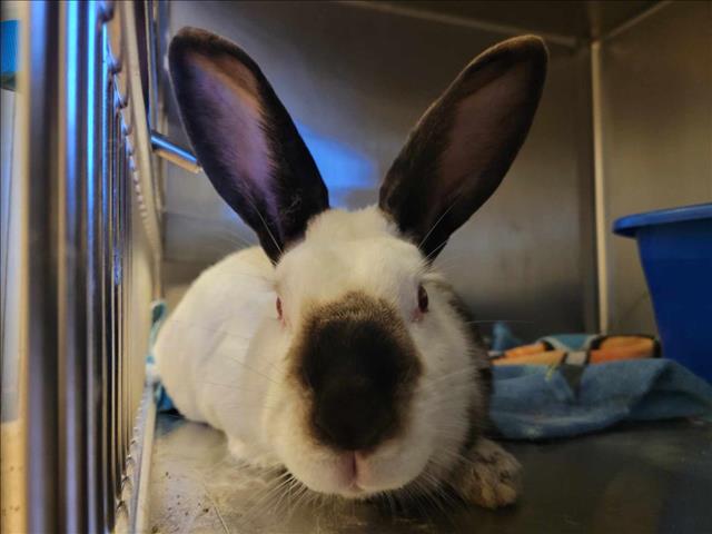 adoptable Rabbit in Martinez, CA named RIZZO