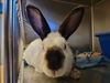 adoptable Rabbit in Martinez, CA named RIZZO