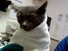 adoptable Cat in  named PAPITAS