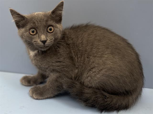 adoptable Cat in Martinez, CA named PAPITAS
