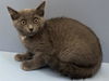 adoptable Cat in Martinez, CA named PAPITAS