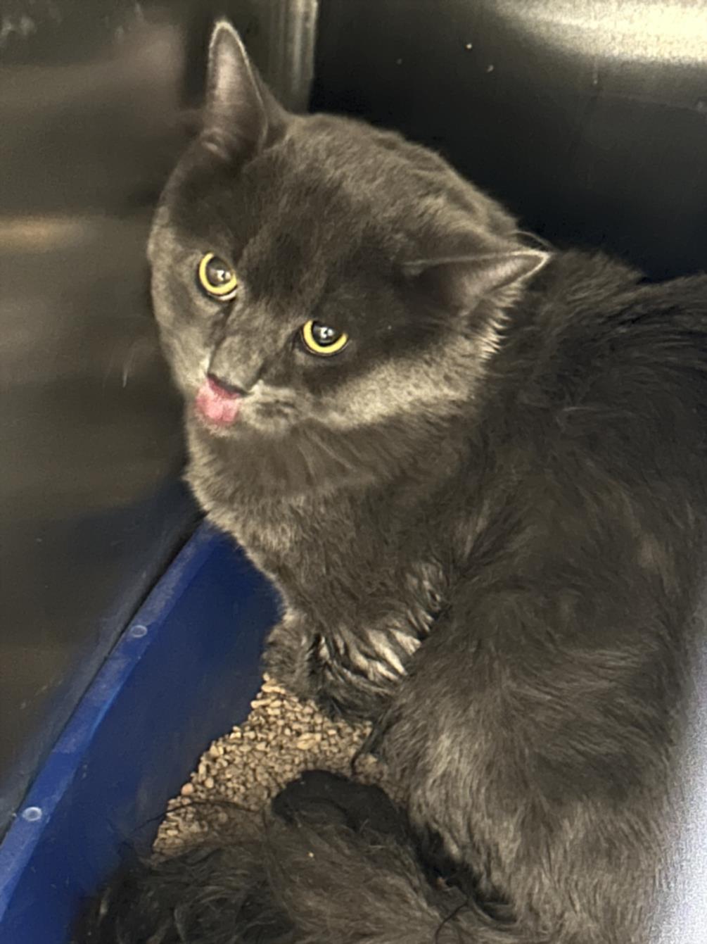adoptable Cat in Martinez, CA named A1036179
