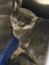 adoptable Cat in Martinez, CA named A1036179