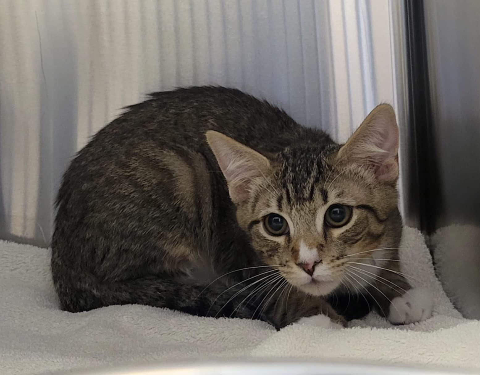 adoptable Cat in Martinez, CA named ROLLO