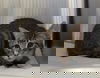 adoptable Cat in Martinez, CA named ROLLO
