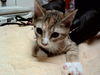 adoptable Cat in Martinez, CA named KYRA