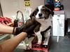 adoptable Dog in Martinez, CA named GIA