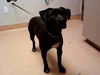 adoptable Dog in  named A1036185