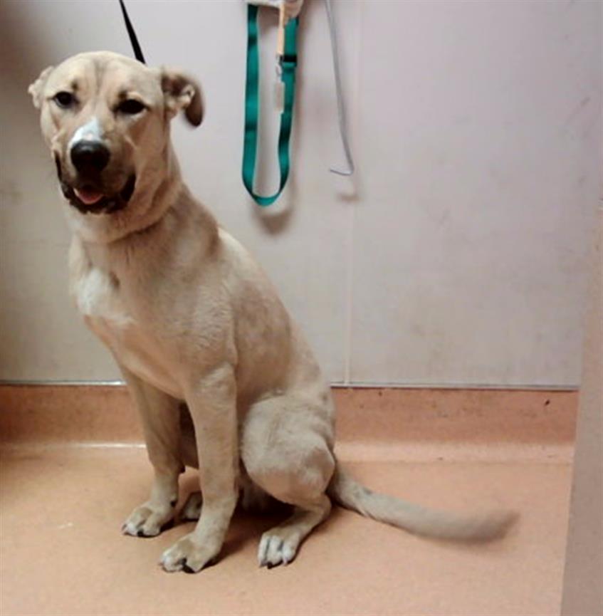 adoptable Dog in Martinez, CA named RICHIE