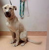 adoptable Dog in  named RICHIE