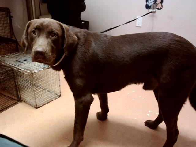 adoptable Dog in Martinez, CA named TIBBER