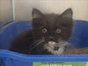 adoptable Cat in  named JACKSON