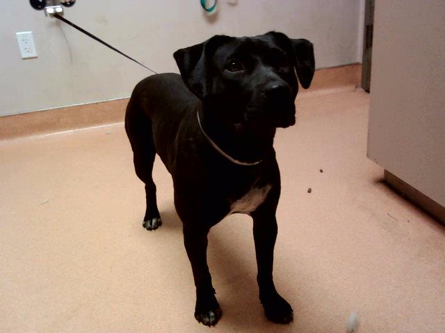 adoptable Dog in Martinez, CA named LINDSAY
