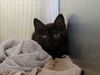 adoptable Cat in  named WINKY