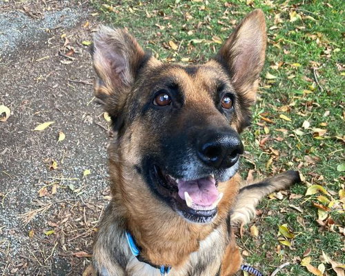 ARIA - German Shepherd Dog available for adoption