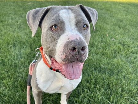 CLEVELAND, an adoptable Pit Bull Terrier in Martinez, CA