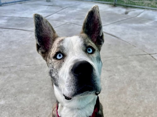 BLUEY, an adoptable Pit Bull Terrier in Martinez, CA