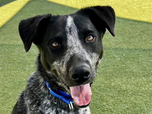 JAMES BOND, an adoptable Australian Cattle Dog in Martinez, CA