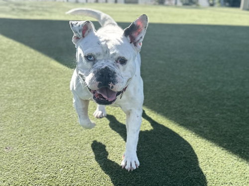 WANDA, an adoptable English Bulldog in Martinez, CA