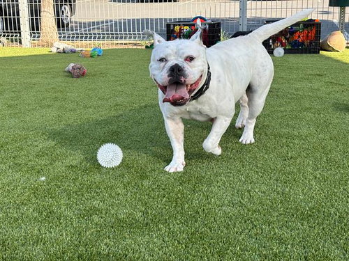 WANDA, an adoptable English Bulldog in Martinez, CA