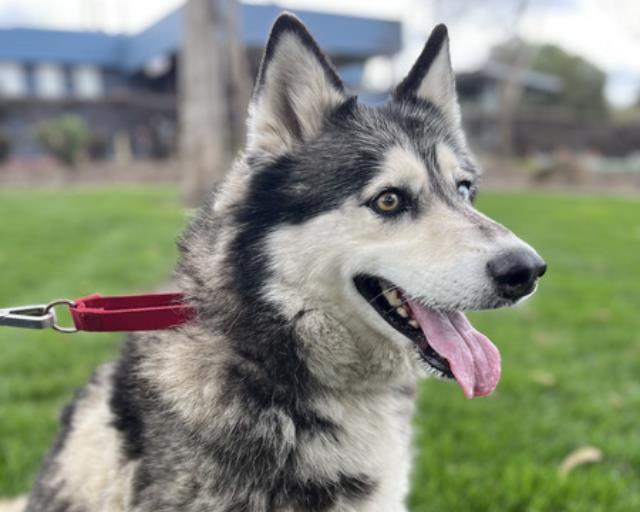Siberian Husky