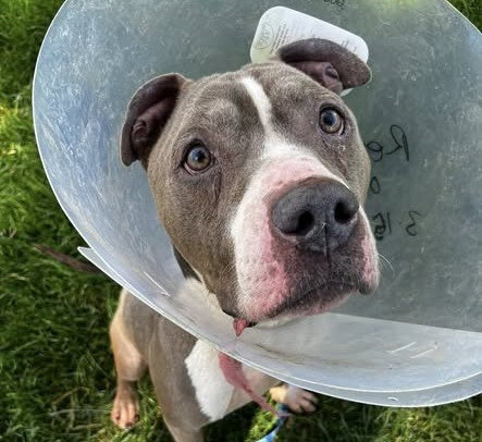 Pit Bull