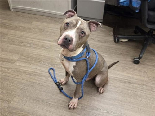 picture of the dog needing adoption