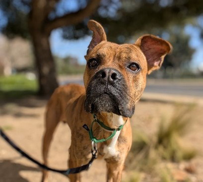 Boxer