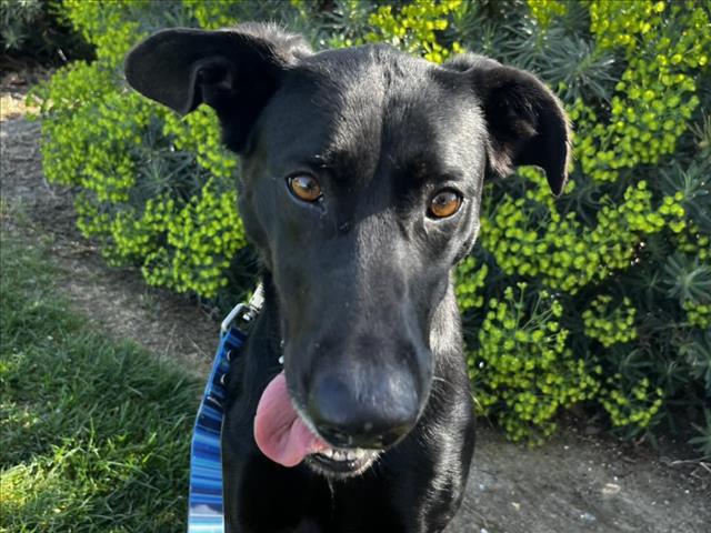Labrador Retriever