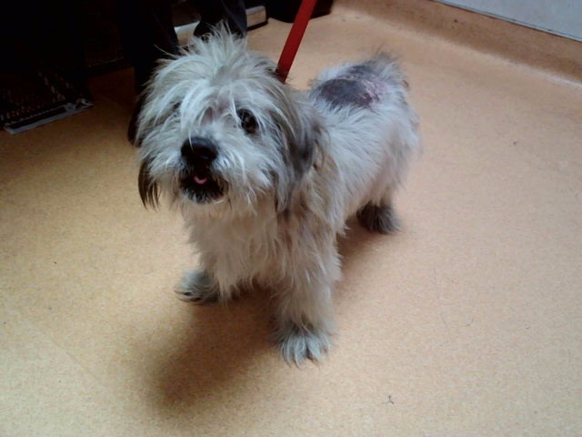 Terrier