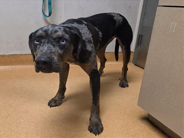 Catahoula Leopard Dog