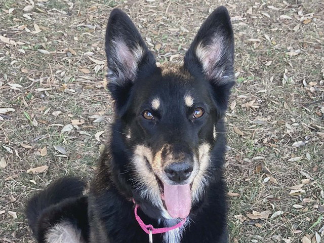 TRIXIE Image