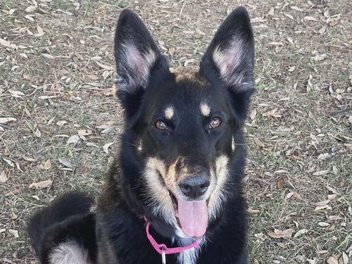 picture of the dog needing adoption