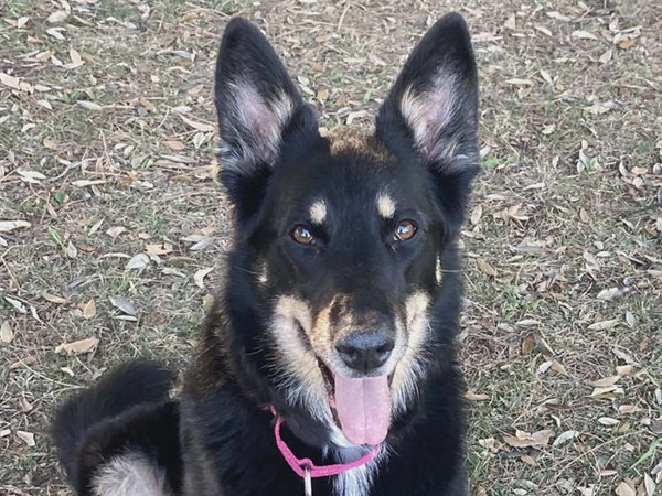 TRIXIE