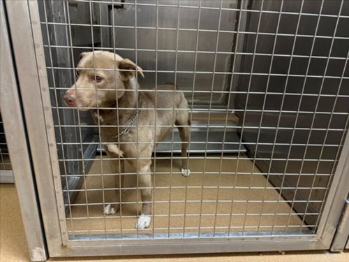 MR POTATO HEAD, an adoptable Pit Bull Terrier in Martinez, CA