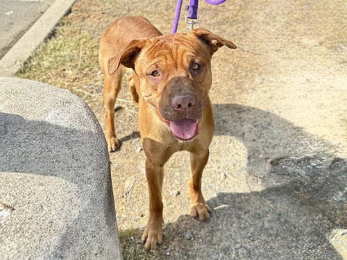 PINOCCHIO, an adoptable Pit Bull Terrier in Martinez, CA