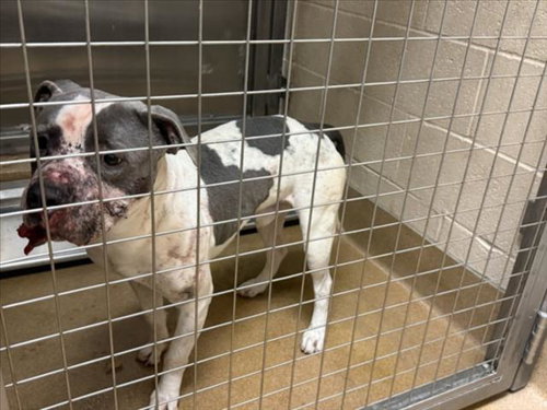 GUNNY, an adoptable Pit Bull Terrier in Martinez, CA
